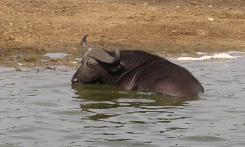 African Buffalo