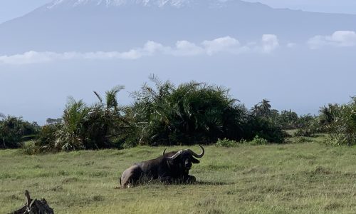 14 Amboseli