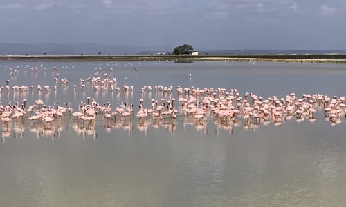 16 Flamingos