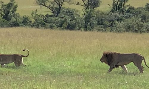 66 Masai Mara