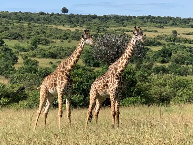 Best Kenya Safari Adventures