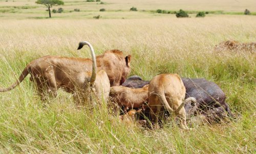 95 Masai Mara