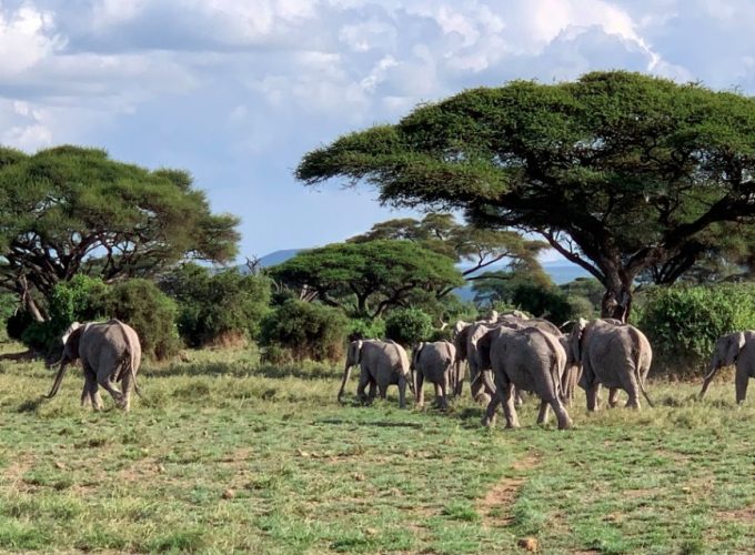 Best Kenya Safari Adventures